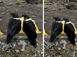 Image result for Disperis kilimanjarica