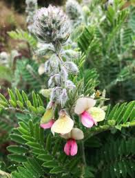 Image result for Tephrosia rhodesica