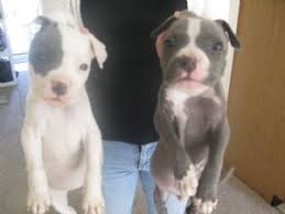 All our blue pitbull puppies are for sale in alabama, al, arkansas, ar, alaska, ak, arizona, az, california, ca, colorado, co, connecticut, ct, delaware, de, district of columbia, dc, florida, fl, georgia, ga, hawaii, hi, idaho, id, illinois, il, indiana, in. American Pit Bull Terrier Puppies In South Carolina