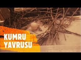 Balkonda Yavru Yapan Kumru Youtube