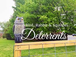 Bird Deterrents For Gardens Hd Bird Rabbit Squirrel Deterrents For Your Vegetable Garden Subscription Free Squirrel Vegetable Garden Bird Deterrents