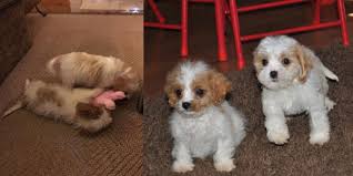 They have the slightly more curly coat from the poodle and manage to easily overcome the notorious shedding characteristics of the cavalier king charles spaniel. Cavapoo Puppies In Missouri Cavapoo World