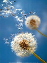 Into The Wind Nature Beautiful Pinterest Blumen Fotografie Pusteblume And Lowenzahn