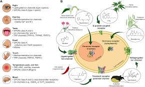 Maybe you would like to learn more about one of these? Natural Product Modulators Of Human Sensations And Mood Molecular Mechanisms And Therapeutic Potential Chemical Society Reviews Rsc Publishing Doi 10 1039 C7cs00411g
