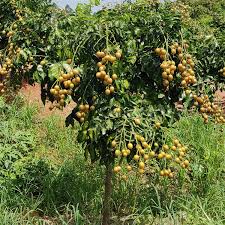 Image result for Clausena