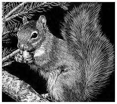 Black And White Squirrel Like Animal Pin On Drawing Scratchboard