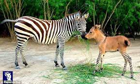 what do you get when cross a donkey with a zebra a zonkey of course zonkey cute donkey donkey breeds