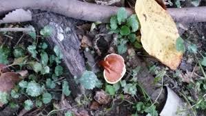 Image result for Ganoderma curtisii