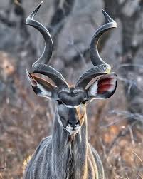 Pin On Cute Animal Wild