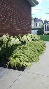 Japanese Forest Grass Hydrangea Limelight Garden Inspiration Japanese Forest Landscape Design