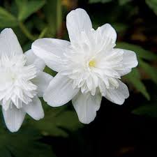 Plant Your Own Woodland Garden Woodland Garden Shade Garden Plants Plants