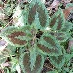 Image result for Coleus bojeri