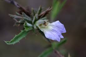 Image result for Blepharis integrifolia