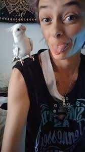 Lost Parrot in Armadale near Gwynne Park Oval