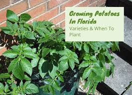 Locally grown gold potatoes have thin, smooth skin and creamy, yellow flesh with a buttery flavor that?s delicious baked, mashed, roasted or fried. Growing Potatoes In Florida Varieties And When To Plant