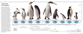 Many of these creatures are already in danger, dealing with human influences like poaching and habitat loss through deforestation. Fossil Finds Trace The History Of Penguins Prehistoric Animals Penguins Prehistoric Creatures