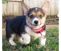 Super angebote für pembroke welsh corgi puppies hier im preisvergleich. Trained Corgi For Sale Off 68 Www Usushimd Com
