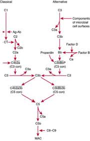 Image result for Complement Pathway