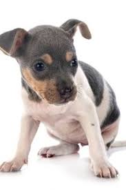 Informationen über den brasilianischen terrier/information about terrier brasileiro. Brasilianischer Terrier Steckbrief Charakter Wesen Und Haltung