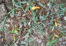 Image result for Zornia glochidiata