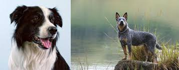 Border Collie Vs Blue Healer Breed Comparison Mydogbreeds Border collies are heading or gathering herders, as opposed to heelers: border collie vs blue healer breed