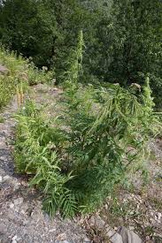 Image result for Cannabaceae