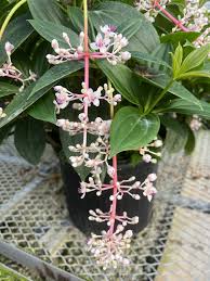 Image result for Medinilla myriantha