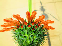 Image result for Leonotis decadonta