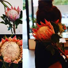 Pin Auf Freaky Flowers