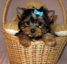Why buy a puppy for sale if you can adopt and save a life? Micro Pocket Teacup Yorkie For Sale 350 Baton Rouge La Teacup Yorkie For Sale Yorkie Puppy Teacup Yorkie