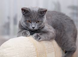 Find mixed breed kittens & cats for sale uk at the uk's largest independent free classifieds site. Pedigree Or Moggy Choosing The Right Cat For You Cats Guide Omlet Uk
