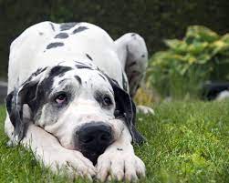 Hours may change under current circumstances Available Great Danes Upper Midwest Great Dane Rescue