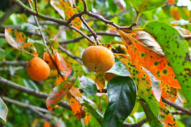 Image result for Ebenaceae