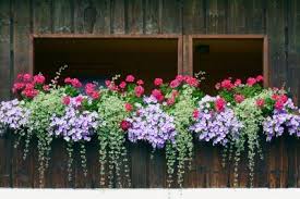 Efeu Im Blumenkasten Balkonkasten Bepflanzen Balkon Blumen Blumenkasten Balkon