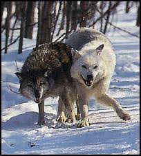Wolf Country Reproduction Bonding And Mating