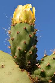Read below to find out! Free Photo Fat Plants Plants Cactus Plants With Needles Prickly Plants Hippopx