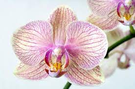 Per farle vivere e vegetare bastano poche cure ma soprattutto è importante trovare le varietà adatte per gli ambienti interni. Phalaenopsis Cura Orchidee Come Curare La Phalaenopsis