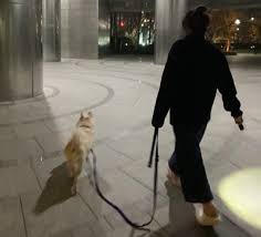 꽁지머리에 슬리퍼 신고…'토리엄마' 김건희, 尹 트위터 등장 : 네이트 뉴스