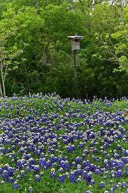 Best value flowers & gifts. Bluebonnets And Bluebird Beautiful Gardens Nature Blue Bonnets