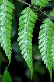 Image result for Pteris muricella