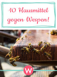 Wespen Vertreiben 10 Effektive Hausmittel Gegen Wespen Wunderweib Zecken Wespe Insekten