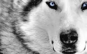 White Wolf With Ice Blue Eyes Pic Beautiful Dogs Beautiful Wolves Animals Wild