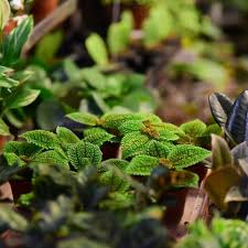 Maybe you would like to learn more about one of these? London S 11 Best Garden Centres And Plant Shops Suitcase Magazine