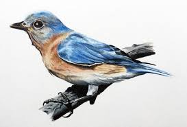 Colored Pencil Portrait Tutorial Color Pencil Drawing Color Pencil Art Bird Drawings