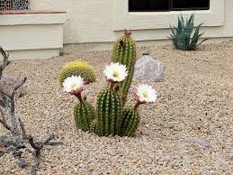 Los cactus de interior son una especie de plantas muy interesante, de la familia de las cactáceas con escasas hojas y cuerpo carnosas, común en tierras áridas o desérticas. Pin En Ideas Casa