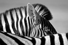Il est en effet possible que la réinstallation du pilote de votre carte graphique résolve le problème et que vous. Noir Blanc Fond Ecran Hd