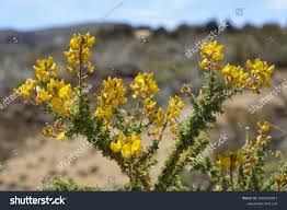Image result for Adenocarpus