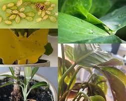 We did not find results for: Most Common Houseplant Pests My Little Jungle