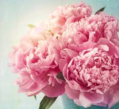 desktop hintergrundbilder rosa farbe blumen pfingstrosen grossansicht desktop hintergrundbilder rosa farbe