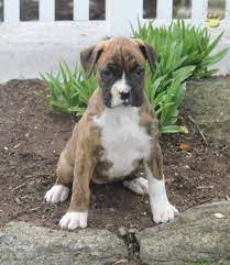 Wilma Boxer Puppy For Sale In Bird In Hand Pa Happy Valentines Day Happyvalentinesday2016i